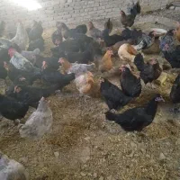مرغ بلک استار تخم گذار همه زیر یک سال