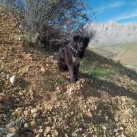 حیوان باهوش