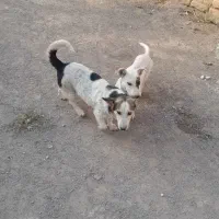 سگ پا کوتاه توله سگ تقریبا ۵ ماهه