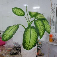 گل طبیعی دیفن باخیاشاداب