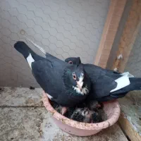 نروماده مینا سیاه کرمونی کاکلی