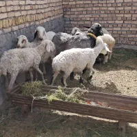 میش و بره