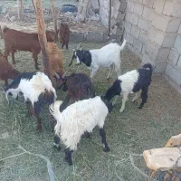 کره رشتی|حیوانات مزرعه|بم, |دیوار