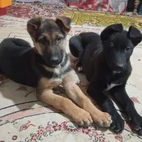 سگ ژرمن شپرد