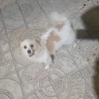 سگ پامر|سگ|پیر بکران, |دیوار