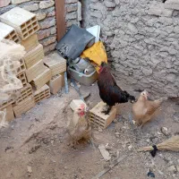 مرغ وخروس