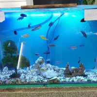 اکواریوم خم شرکتی 100×40×60