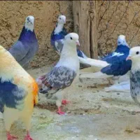 کبوتر ابلغ هما