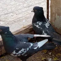 کبوتر رنگی|پرنده|شاهین‌شهر, شهرک گلدیس|دیوار