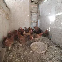 مرغ|حیوانات مزرعه|اصفهان, آزادان|دیوار