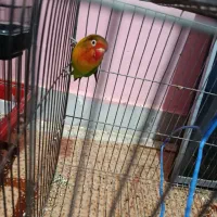 جفت طوطی برزیلی مولد ۲ملیون|پرنده|جیرفت, |دیوار