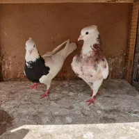طوقی