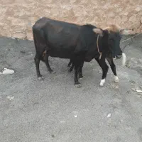 گاو.وگوساله