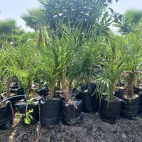 آقای پالم تهران همیشه سبز|گل و گیاه طبیعی|تهران, دربند|دیوار