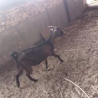 بز و میش و بره|حیوانات مزرعه|یزد, |دیوار