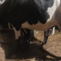 بوغاز اینک هاشتان