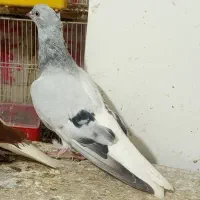 دم سفید سار کفتر سینه سیاه