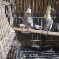 عروس وطوطی شوش دانیال|پرنده|شوش, |دیوار