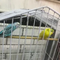 فروش ۴عدد مرغ عشق