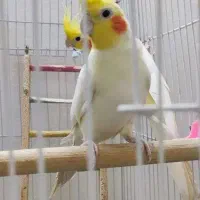 عروس هلندی|پرنده|پلدشت, |دیوار