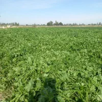 زمین کشاورزی میخام براکشت چلتک