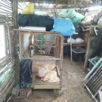 قفس|لوازم جانبی حیوانات|خان ببین, |دیوار