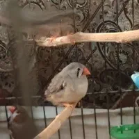یک جفت فنج مولد