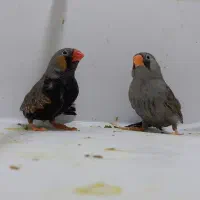 فنچ ایمو شارکول