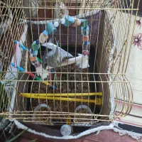 عروس هلندی تنها شده