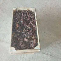 شغل هسته گیری خرما