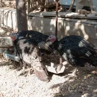 بوقلمو|حیوانات مزرعه|یزد, |دیوار