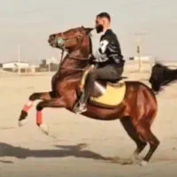 مادیان سواری دار