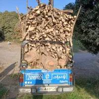 بریدن و خرید چوب لیمو از باغ دار|خدمات باغبانی و درختکاری|رودان, |دیوار