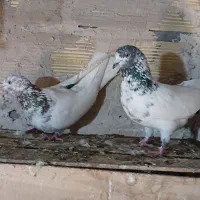 کبوتر