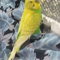 کوتوله برزیلی و مرغ عشق|پرنده|مشهد, شهرک مهرگان|دیوار