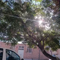 فروش دو زمین شهرک سیدی