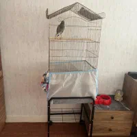 مینا بسار پر حرف و سالم باهوش هدف مند صحبت میکنه|پرنده|تهران, جیحون|دیوار