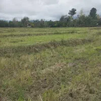 فروش (۵۱۰۰ )مترخونه محوطه و شالیزار|فروش زمین و ملک کلنگی|شفت, |دیوار