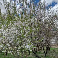 باغ ویلایی وایقان تبریز شبستر