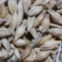 فروش جو