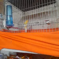 قناری نر ماده