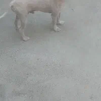 سگ پاکوتاه