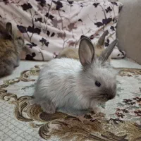 بچه خرگوش لوپ جرسی|موش و خرگوش|قم, صادقی|دیوار