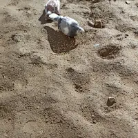 کبوتر سالم است|پرنده|بندر ترکمن, |دیوار