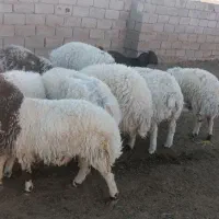 بره نرچاق مناسب برای قصابی|حیوانات مزرعه|سده (خراسان جنوبی), |دیوار