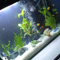 آکواریوم|ماهی|اسلامشهر, شهرک سعیدیه|دیوار