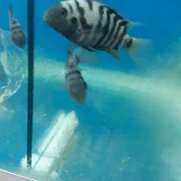 ماهی سیچلاید گورخری بزرگ مولد آماده