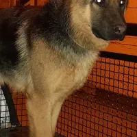 سگ ژرمن۳ساله جفت نخورده|سگ|ملایر, |دیوار