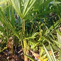 پالم لاتانیا ریشه پرس|گل و گیاه طبیعی|رامسر, |دیوار