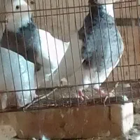 فروش کبوتر طوقی